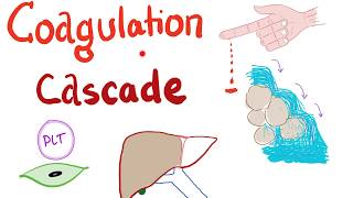 The Coagulation Cascade  Intrinsic amp Extrinsic Most COMPREHENSIVE Explanation  Hematology [upl. by Ahselet]