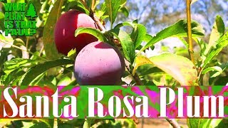 The Santa Rosa Plum is the Ultimate 4th of JULY Fruit Simply Delicious [upl. by Terryn677]