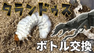 【順調！】タランドゥスオオツヤクワガタのボトル交換 Mesotopus tarandus 【Part4：ボトル交換編1】 [upl. by Ellingston581]