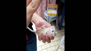 Gerbil Trick Play Dead Roll Over Fatty [upl. by Nitnelav]