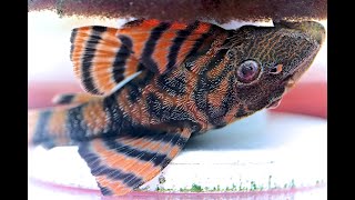 How to care for the L397 Alenquer Tiger Pleco Panaqolus Sp [upl. by Stephens]