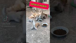 benim obez şişko kedim 😢 kedi [upl. by Phaidra21]