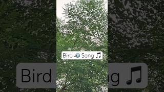 Bird Singing Continuously on Moringa Tree 🌳 [upl. by Akerdnuhs]