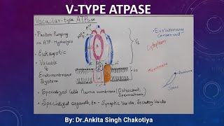 V type ATPase [upl. by Stenger]