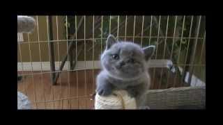 British Shorthair kittens 4 weeks old [upl. by Jansson]