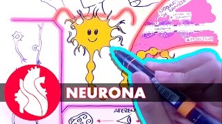 Sistema Nervioso  La neurona [upl. by Reinal684]