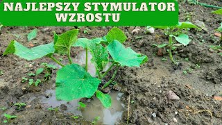 Jak przyspieszyć wzrost ogórka gruntowego NAJLEPSZY STYMULATOR [upl. by Nnayd342]