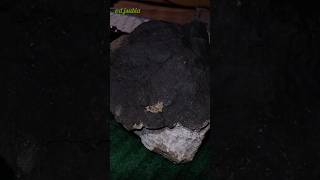 Chondrite Meteorite lil nugget eating ranch puppy disappeared weirdworld ranchlife gold az [upl. by Aseretairam]