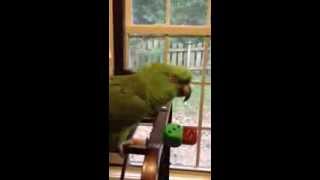 Parrot sings Margaritaville [upl. by Yleak808]