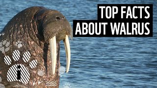 Top facts about walrus  WWF [upl. by Haley80]