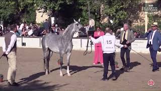 N 15 JAWAHER AL SHIRAA Spanish Nationals 2024 Fillies 3 Years Old Class 3 [upl. by Annel]