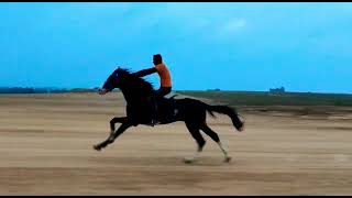 Horse Running in 80 KMPH Hassan Airport horselover [upl. by Peta]