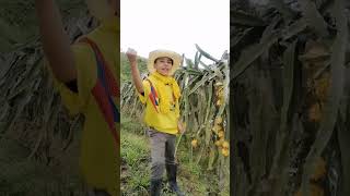 Aquien le gusta comer Pitaya humor comedia  frutas deliciosas 🤠🤠 [upl. by Reace30]