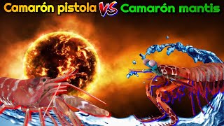 Camarón pistola VS Camarón mantis [upl. by Foulk]