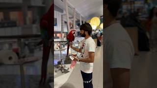 Green wing macaw 🥹 emporium mall lahore [upl. by Sherborn]