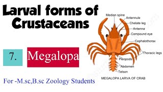 Part7 Larval forms of CrustaceaMegalopa For Msc Bsc Zoology Students [upl. by Rodgers778]