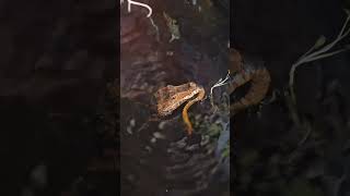 Cuviers Dwarf Caiman Eating A Snake share trending viral subscribe shorts food reptile wow [upl. by Anastasia]