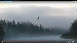 Cowlitz River Live Eagle Catching Fish [upl. by Sillad]