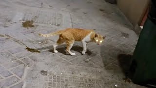 Cat Walk with Limping Leg  Limping Cat  Cat videos  Cute Cats  Cute cat video [upl. by Eleonora]