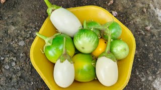 बैगन कि हार्वेस्टिंग🍆🍆 Harvesting of Brinjal [upl. by Nyladnewg]