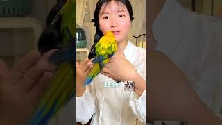 Nutritious bird food for parrots that birds love to eat Cute pets Good things Recommended [upl. by Akimit]