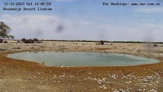 Okaukuejo Resort Wildlife Waterhole Live camera stream in the Etosha National Park in Namibia [upl. by Annawad]