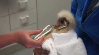 Feeding Very Vocal Baby Barn Owl [upl. by Geno]