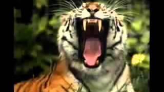 soundTiger Roar [upl. by Huberman]