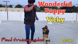 Wonderful germanshepherd puppy obedience training BalusK9Dogtraining viral support [upl. by Hubie]