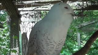 Snowy Owl Hooting [upl. by Irtimd]