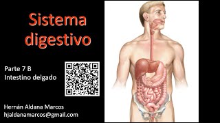 Sistema digestivo Intestino delgado Parte B Hernán Aldana [upl. by Adnilra]