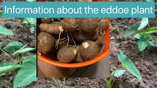 Information about the eddoe plant Caribbean food [upl. by Esimaj864]