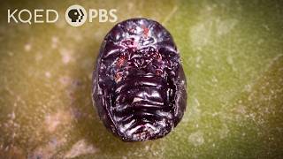 Meet the Bug You Didnt Know You Were Eating  Deep Look [upl. by Rape]