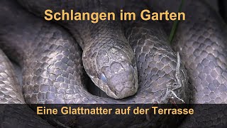 Schlangen im Garten Eine Glattnatter auf der Terrasse [upl. by Lazare18]