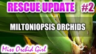 Rescuing Miltoniopsis  Update 2 [upl. by Rexanne572]