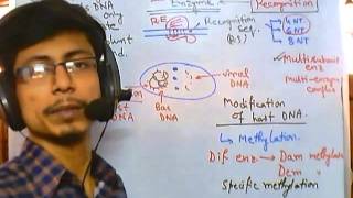 DNA methylation [upl. by Ruhtra]