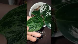 Scindapsus Treubii Dark Form Variegata [upl. by Ogdon603]