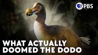 The Real Story Of The Dodo Birds Current Extinction [upl. by Nywg]