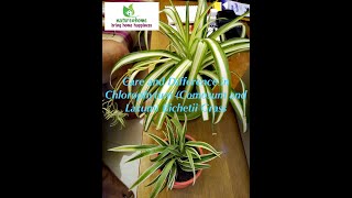 Care and Difference in Chlorophytum Comosum and Laxum Bichetii Grass [upl. by Fernald]