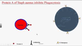 Bacterial Pathogenesis [upl. by Leeland]