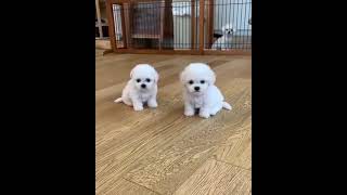 Bichon frise puppies video lovely and cutest puppy pomeranian videos Teacup puppies KimsKennelUS [upl. by Rivalee]