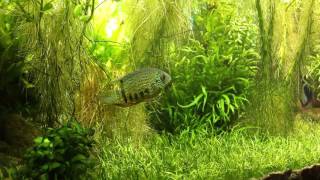 Some attention to 1 year old juveniles F1 spotted severum  a little update on new fry [upl. by Nylesor]