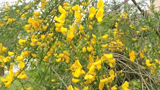 Cytisus scoparius 200514 [upl. by Eycal]