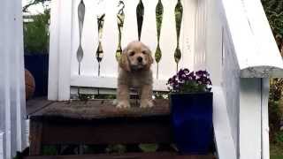 Cute american cocker spaniel puppy barking [upl. by Mac]