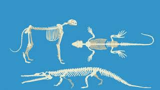 Skeletal System simply explained for Kids [upl. by Cotterell]