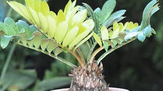 Zamia Furfuracea Bonsai [upl. by Henricks]