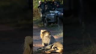 In between 2 Male Lions  Marataba Luxury Lodges  South Africa lion wildlife [upl. by Mossberg]