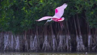 The Roseate Spoonbills of Florida Bay [upl. by Sorips]