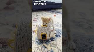 Tripod kitten feels better after being saved by man cat catlover animals kitten cute [upl. by Nahgrom]