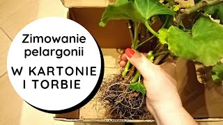 👉Zimowanie pelargonii w torbie papierowej i kartonie🌸👍 Jak przezimować przechować pelargonie zimą❓ [upl. by Neelra]